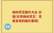 杨树灵芝图片大全 价值(珍贵杨树灵芝：完美呈现的图片集锦)