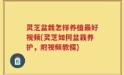 灵芝盆栽怎样养植最好视频(灵芝如何盆栽养护，附视频教程)