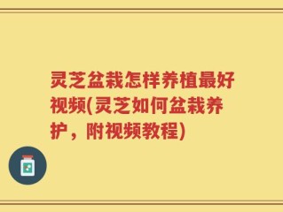 灵芝盆栽怎样养植最好视频(灵芝如何盆栽养护，附视频教程)