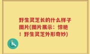野生灵芝长的什么样子图片(图片展示：惊艳！野生灵芝外形奇妙)