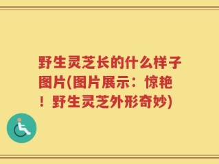 野生灵芝长的什么样子图片(图片展示：惊艳！野生灵芝外形奇妙)