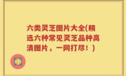 六类灵芝图片大全(精选六种常见灵芝品种高清图片，一网打尽！)