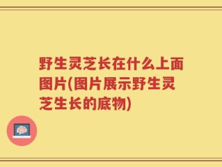 野生灵芝长在什么上面图片(图片展示野生灵芝生长的底物)