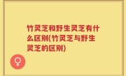 竹灵芝和野生灵芝有什么区别(竹灵芝与野生灵芝的区别)