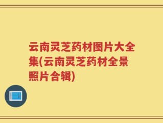 云南灵芝药材图片大全集(云南灵芝药材全景照片合辑)