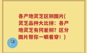 各产地灵芝区别图片(灵芝品种大比拼：各产地灵芝有何差别？区分图片帮你一眼看穿！)