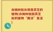 白杨树桩长得像灵芝的植物(白杨树桩因灵芝似的植物“魔法”复活)