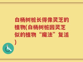 白杨树桩长得像灵芝的植物(白杨树桩因灵芝似的植物“魔法”复活)