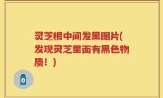 灵芝根中间发黑图片(发现灵芝里面有黑色物质！)