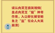 误认肉灵芝搞笑视频(盘点肉灵芝“届”神奇作用，入口即化被誉鲍鱼之“盐”引众人大笑崩溃)