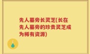 先人墓旁长灵芝(长在先人墓旁的珍贵灵芝成为稀有资源)