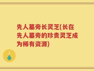 先人墓旁长灵芝(长在先人墓旁的珍贵灵芝成为稀有资源)