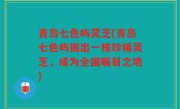 青岛七色屿灵芝(青岛七色屿掘出一株珍稀灵芝，成为全国瞩目之地)