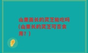 山里面长的灵芝能吃吗(山里长的灵芝可否食用？)