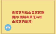 赤灵芝与松山灵芝区别图片(图解赤灵芝与松山灵芝的差异)