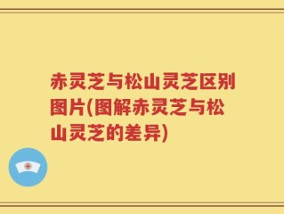 赤灵芝与松山灵芝区别图片(图解赤灵芝与松山灵芝的差异)