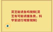 灵芝能诱鱼吗视频(灵芝有可能诱捕鱼类，科学家进行观察视频)