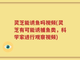 灵芝能诱鱼吗视频(灵芝有可能诱捕鱼类，科学家进行观察视频)