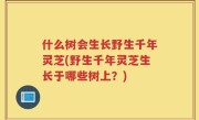 什么树会生长野生千年灵芝(野生千年灵芝生长于哪些树上？)
