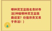 哪种灵芝盆栽名贵好养活(种植哪种灵芝盆栽最适宜？价值昂贵又易于养活！)