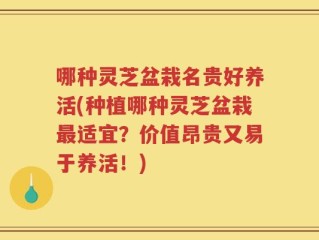 哪种灵芝盆栽名贵好养活(种植哪种灵芝盆栽最适宜？价值昂贵又易于养活！)