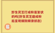 野生灵芝打成粉是絮状的吗(野生灵芝磨成粉后呈现细致顺滑状态)