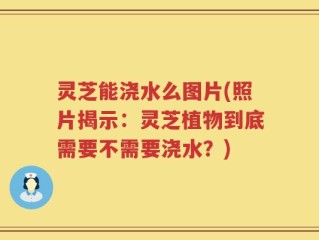 灵芝能浇水么图片(照片揭示：灵芝植物到底需要不需要浇水？)