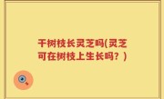 干树枝长灵芝吗(灵芝可在树枝上生长吗？)