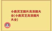 小鹿灵芝图片高清图大全(小鹿灵芝高清图片大全)