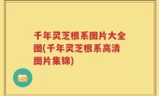 千年灵芝根系图片大全图(千年灵芝根系高清图片集锦)