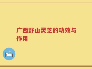 广西野山灵芝的功效与作用