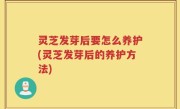 灵芝发芽后要怎么养护(灵芝发芽后的养护方法)