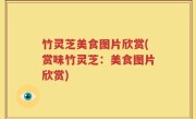竹灵芝美食图片欣赏(赏味竹灵芝：美食图片欣赏)