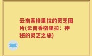 云南香格里拉的灵芝图片(云南香格里拉：神秘的灵芝之旅)
