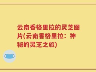 云南香格里拉的灵芝图片(云南香格里拉：神秘的灵芝之旅)