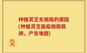 种植灵芝无销路的原因(种植灵芝面临销路瓶颈，产生难题)