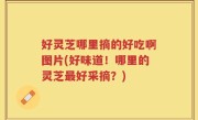 好灵芝哪里摘的好吃啊图片(好味道！哪里的灵芝最好采摘？)