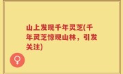 山上发现千年灵芝(千年灵芝惊现山林，引发关注)