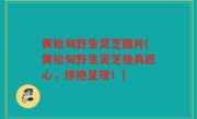黄松甸野生灵芝图片(黄松甸野生灵芝独具匠心，惊艳呈现！)