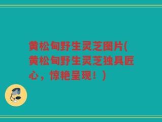 黄松甸野生灵芝图片(黄松甸野生灵芝独具匠心，惊艳呈现！)