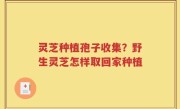 灵芝种植孢子收集？野生灵芝怎样取回家种植
