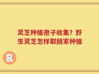 灵芝种植孢子收集？野生灵芝怎样取回家种植