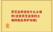 灵芝盆景适合什么土壤养(适宜灵芝盆景的土壤种类及养护攻略)