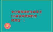 女记者发现野生肉灵芝(记者发现奇特野生“肉灵芝”)