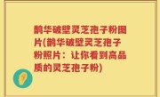 鹊华破壁灵芝孢子粉图片(鹊华破壁灵芝孢子粉照片：让你看到高品质的灵芝孢子粉)