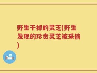野生干掉的灵芝(野生发现的珍贵灵芝被采摘)