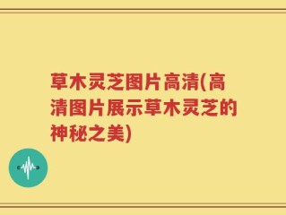 草木灵芝图片高清(高清图片展示草木灵芝的神秘之美)