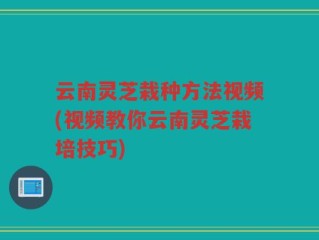 云南灵芝栽种方法视频(视频教你云南灵芝栽培技巧)