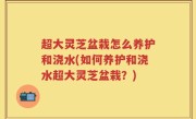 超大灵芝盆栽怎么养护和浇水(如何养护和浇水超大灵芝盆栽？)