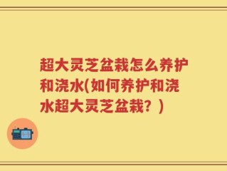 超大灵芝盆栽怎么养护和浇水(如何养护和浇水超大灵芝盆栽？)